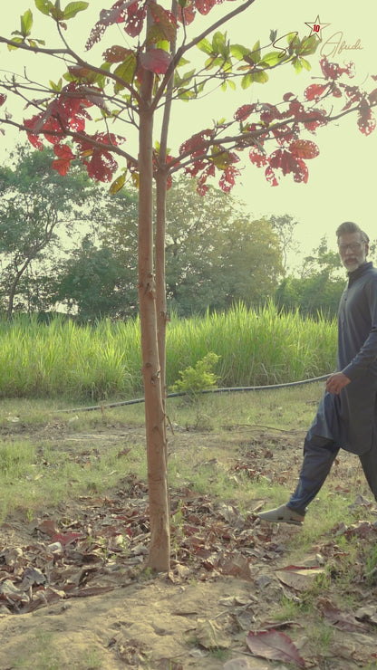 Slate Gray Kameez Shalwar